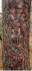 Tree Bark